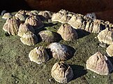 Rose barnacles in Royal National Park