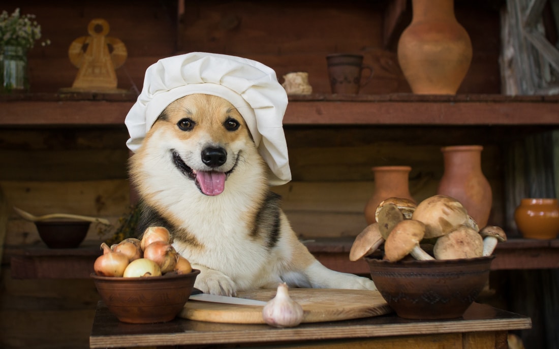 homemade dog food