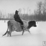 riding a cow