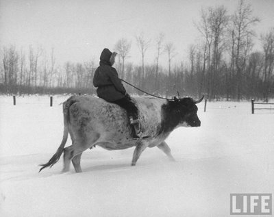 riding a cow