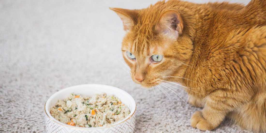 soft cat food