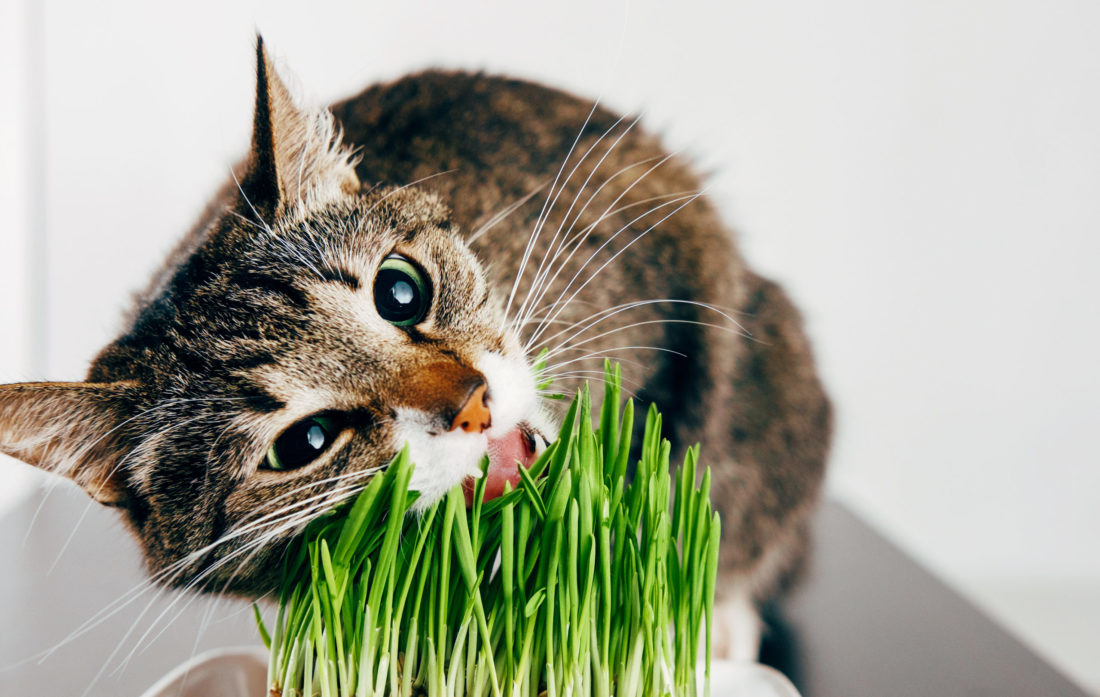 vegan cat
